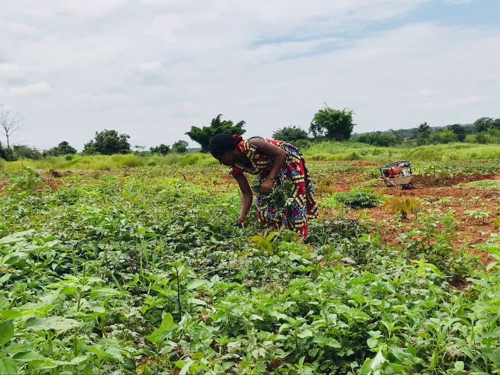 PROYECTOS DE DESARROLLO 2023 -Harambee ONGD- Pasar de la Agricultura de Subsistencia a la Agricultura Sostenible en Kakulabashike R.D.Congo.